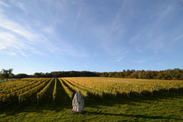 Matching terroir to variety at Burgenland’s Kollwentz winery
