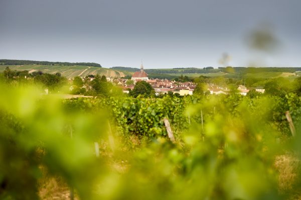 The story of Maison Simonnet-Febvre’s new Chablis Premier Cru Forêts