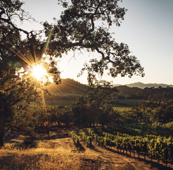 Stag’s Leap Wine Cellars gains regenerative certification