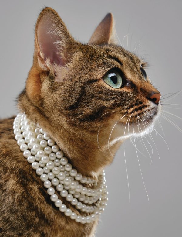 How premium can bulk wine go?