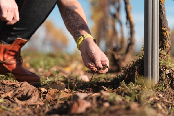 Flower power: how growers use cover crops to make better wine