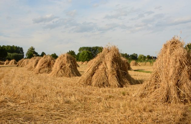 Police find suspected spirits thieves hiding in haystack