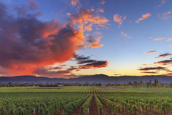 What the US wine industry needs from its next agriculture secretary