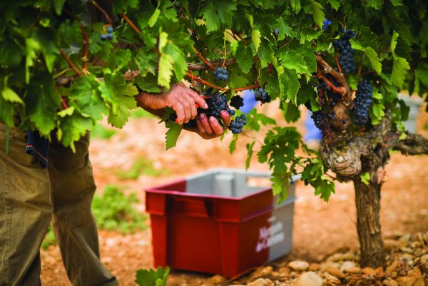 Marqués de Cáceres matches terroir to winemaking