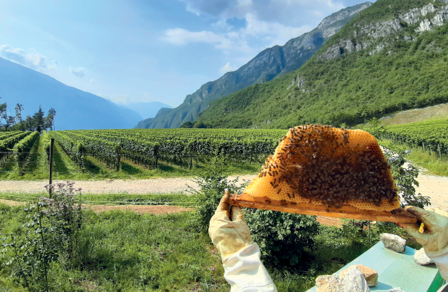 Ferrari Trento pushes forward sustainability in Trentodoc
