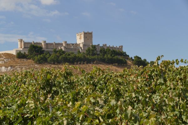 Why Ribera del Duero is the ‘Benjamin Button’ of wine regions