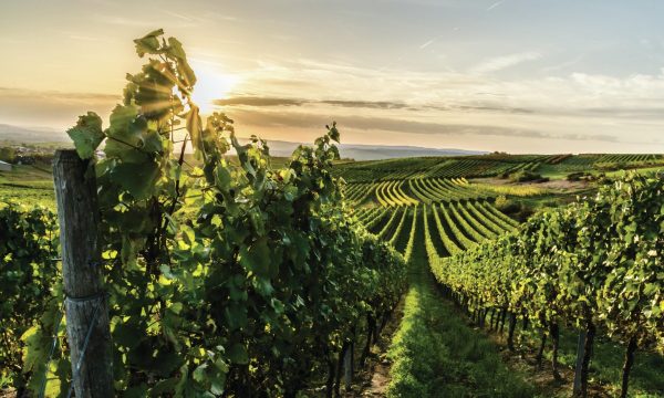 All the medallists from the Riesling Masters