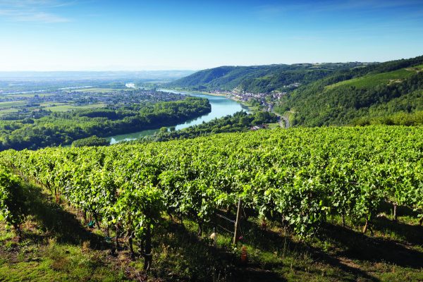 Tasting showcases style, consistency and value in Saint-Joseph