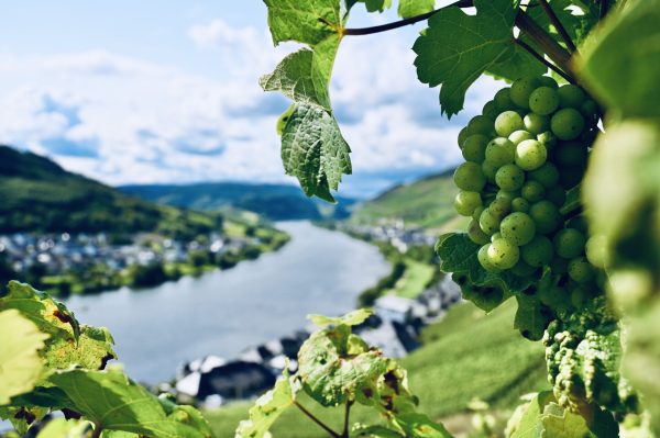 Germany approves biofungicide for use in organic vineyards
