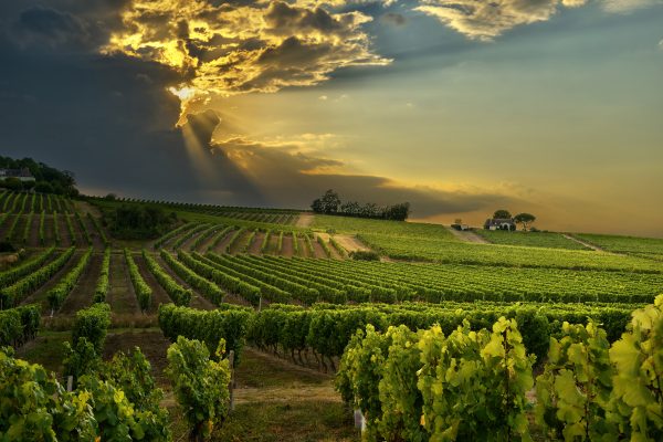 Global wine production hits historic low