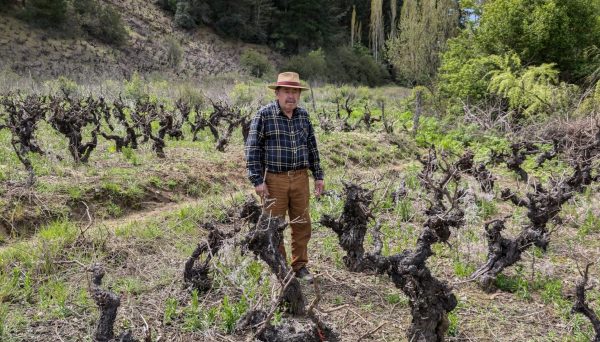 Can Chile save its ancient Cabernet Sauvignon vines?