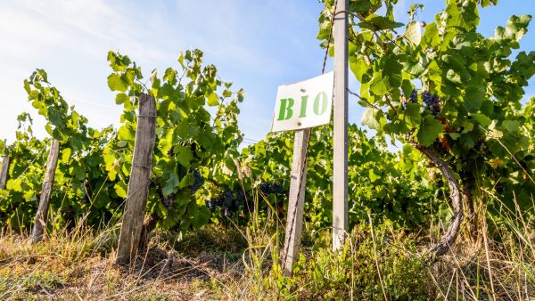 Organic wine market set to triple in value by 2030
