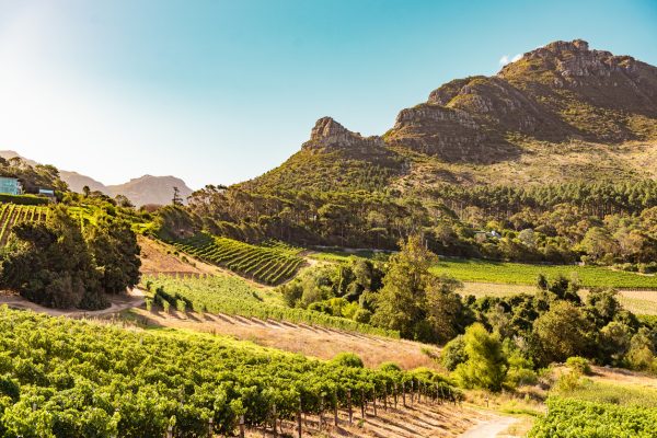 South African wine exports achieve modest growth