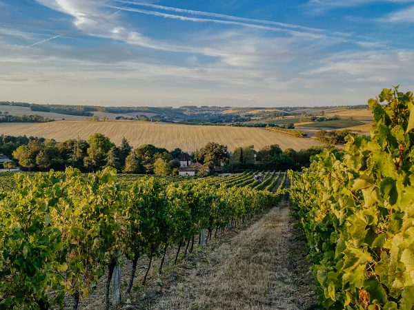 Domaine Tariquet announces a major phase of reorganization to secure its future