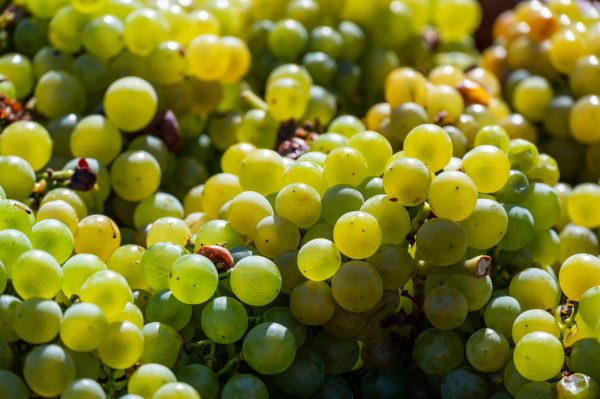 Five white grapes you might not expect to find in Chile