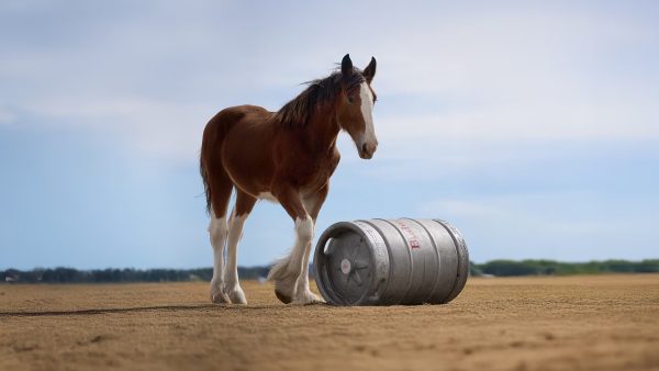 AB InBev releases ‘heartfelt’ Bud advert for the Super Bowl