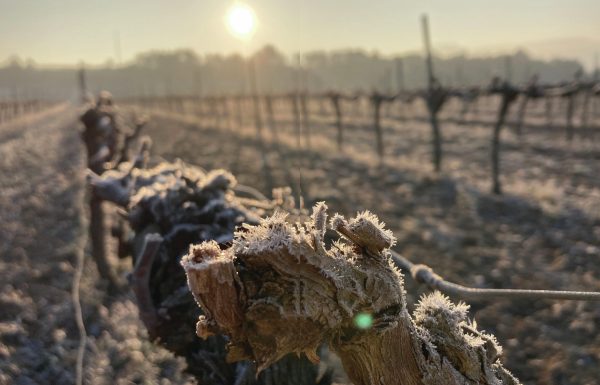 Frosty reception: why some producers have given up fighting frosts