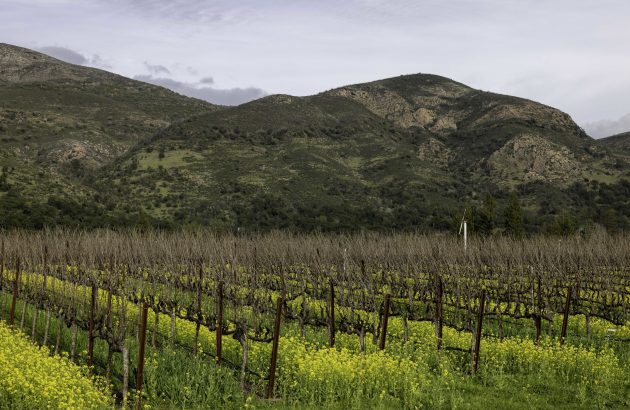 Antinori reunites Arcadia Vineyard with Stag’s Leap
