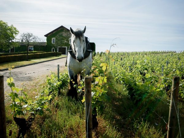 Ask the expert: Séverine Bonnie