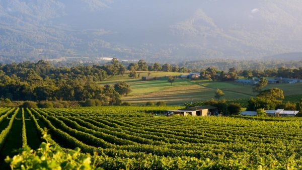 Wine Victoria targets China for growth