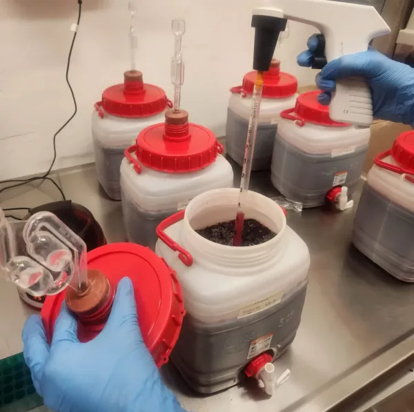 Groundbreaking Nero d’Avola study underway