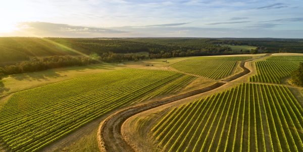 Regional Spotlight: Great Southern Wine Region