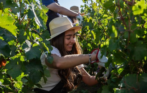 Viña Maquis offers new visitor experiences for spring