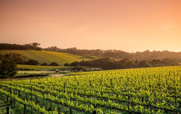 Why emerging varieties found a home in Victoria