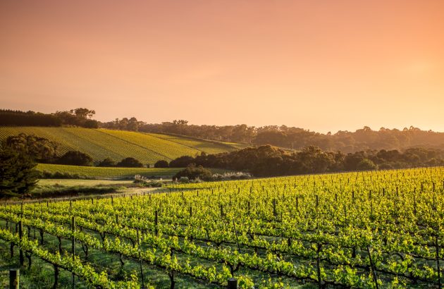 Why emerging varieties found a home in Victoria