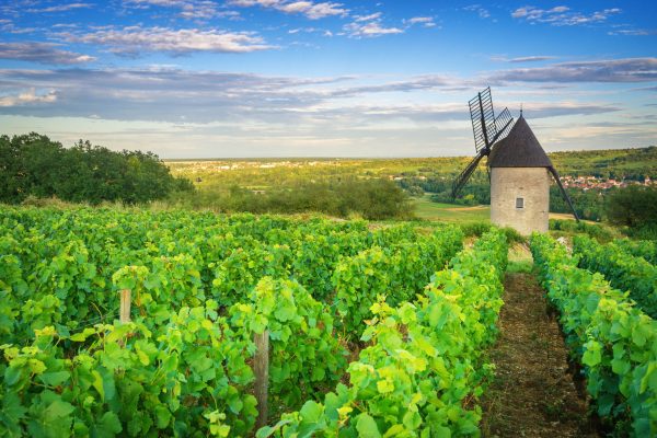 Fine wine buyers flock to safe havens, as France and Italy head up Liv-ex’s classification report