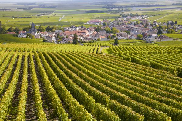 What’s driving Burgundy trading?