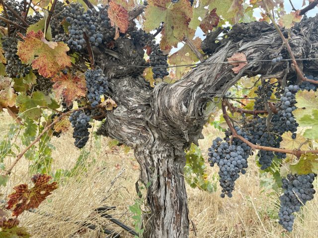Cabernet Sauvignon grapes on rootstock
