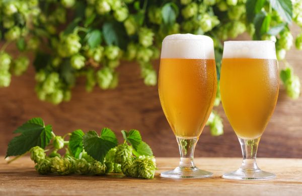 EU brewers ditch US hops for NZ varieties