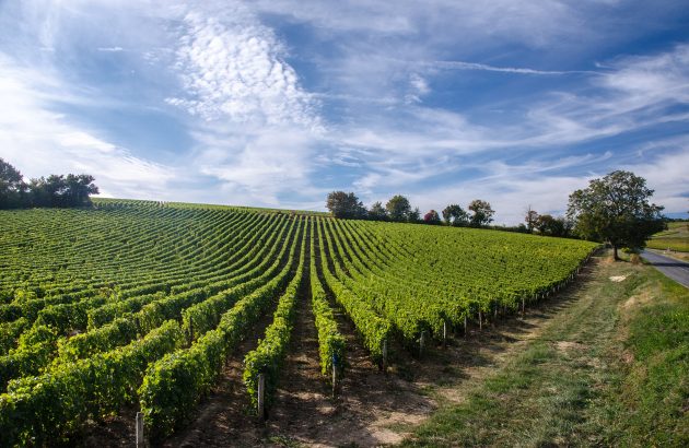 Loire Valley winemakers turn to tech in sustainability push
