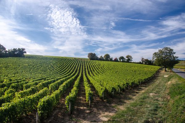 Loire Valley winemakers turn to tech in sustainability push