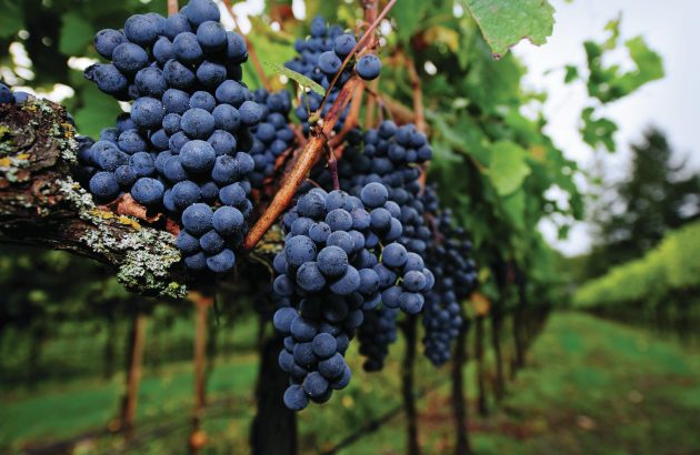 All the medallists from the Global Merlot Masters 2025