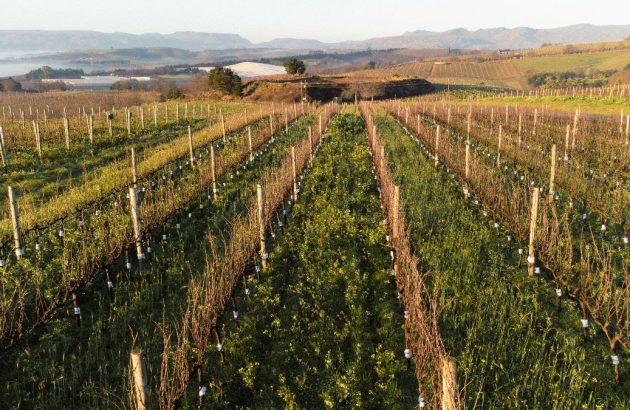 Cutting through the greenwash: Alex Dale pushes for true organic change