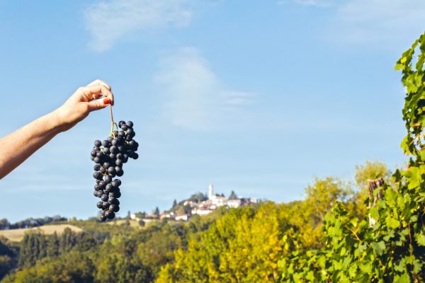 Freisa: Piedmont’s forgotten grape making a comeback