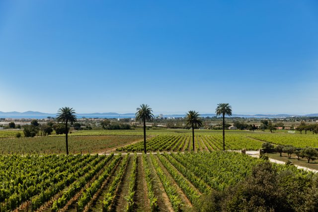 Chateau Galoupet Vineyard with palm trees in Provence