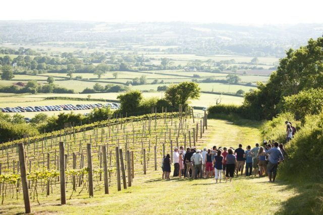 An English vineyard following the SFI freeze