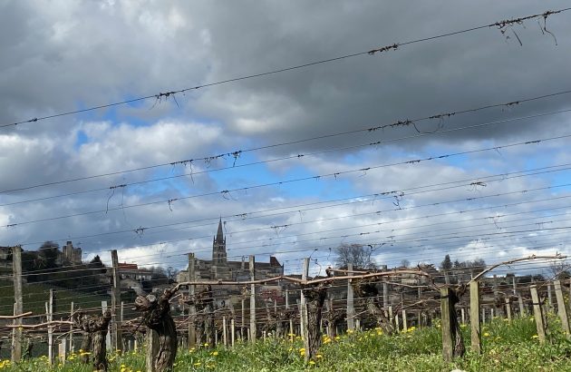 Bordeaux 2024 vintage profile: Triumph and Tribulation