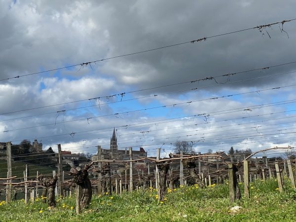Bordeaux 2024 vintage profile: Triumph and Tribulation