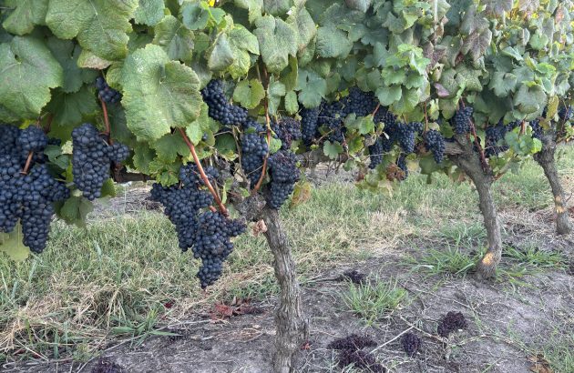 Early start and intense heat define Uruguay’s 2025 vintage