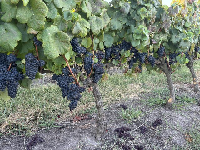 Tannat in Uruguay during the 2025 harvest