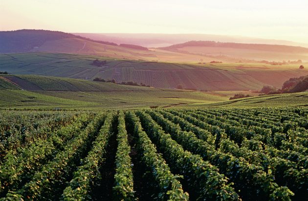 How to make top blanc de blancs in ‘the kingdom of Pinot Noir’