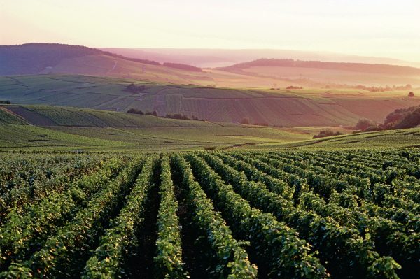 How to make top blanc de blancs in ‘the kingdom of Pinot Noir’