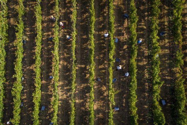 How the wine industry is addressing labour standards in vineyards