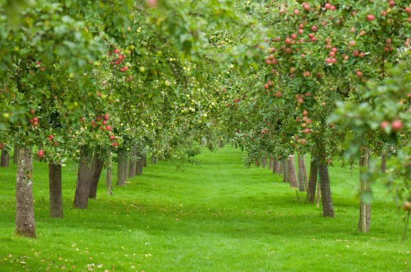 Why Thatchers Cider is so focused on the natural environment