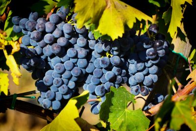 Final call: The Global Sangiovese Masters 2026