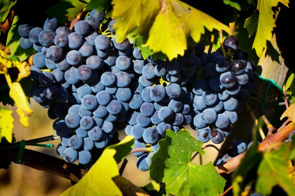 Entries now open: The Global Sangiovese Masters 2025